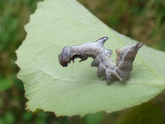 Pebble Prominent Larva at Southrey (Johgn Davison) 130819