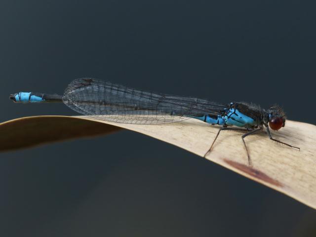 Small Red-eyed Damselfly at Snakeholme (Colin Pumfrett) 130819