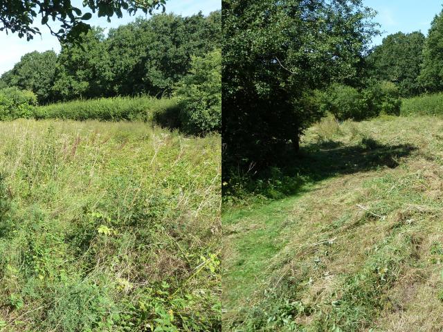Snakeholme Workparty - Larger Meadow - Before & After (Derek Fox) 230819