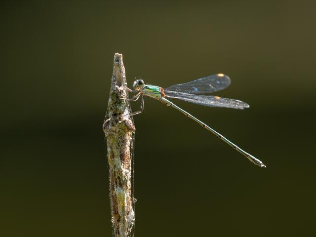 Willow Emerald Damselfly [male] at Snakeholme (Mark Johnson) 240819