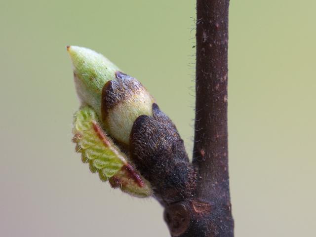 White-letter Hairstreak caterpillar blending in with a bud