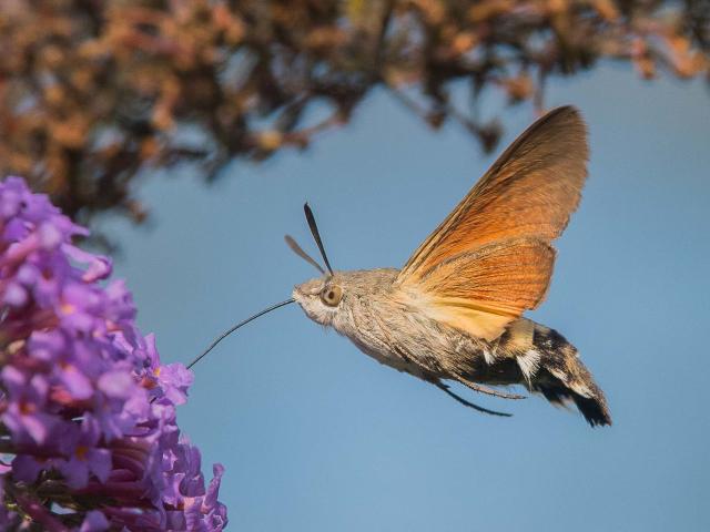 Humming-bird Hawk-moth - Graeham Mounteney