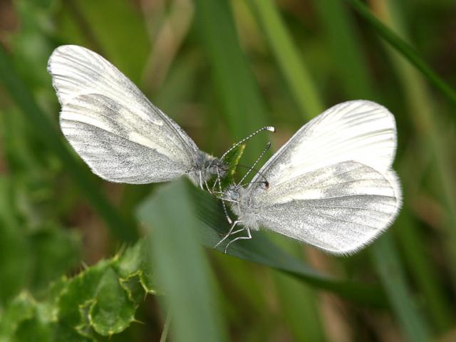 Wood White (courtship) - Peter Eeles