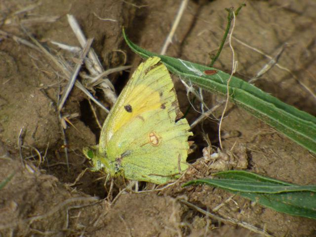 Clouded Yellow - Pete Cawdell
