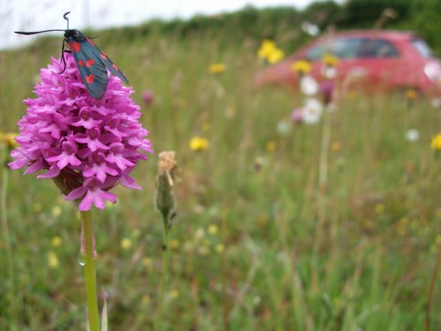 Five-spot Burnet moth on Orchid beside A354 Blandford bypass