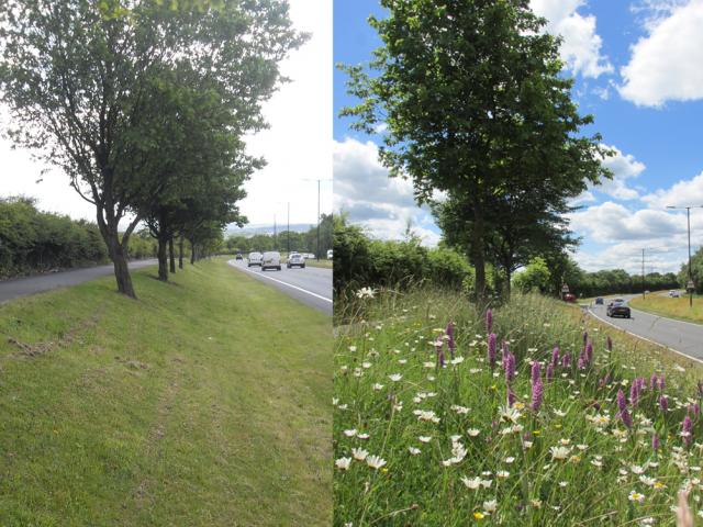 Road verge - before and after management changes