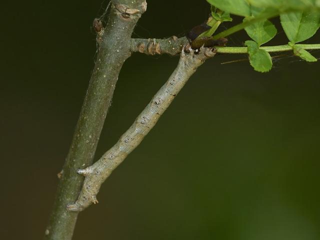 Feathered Thorn (caterpillar) - Paul Davis