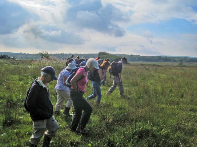 Volunteers searching for Marsh Fritillary webs on Gower
