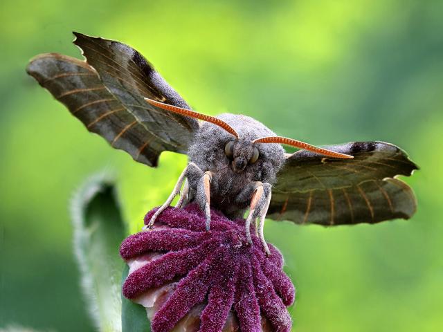 Poplar Hawk-moth - Iain Cowe