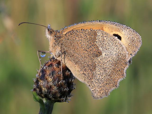 Norfolk 2019 winner of 'UK butterflies and moths including immature stages'. Harry Faull - Meadow Brown