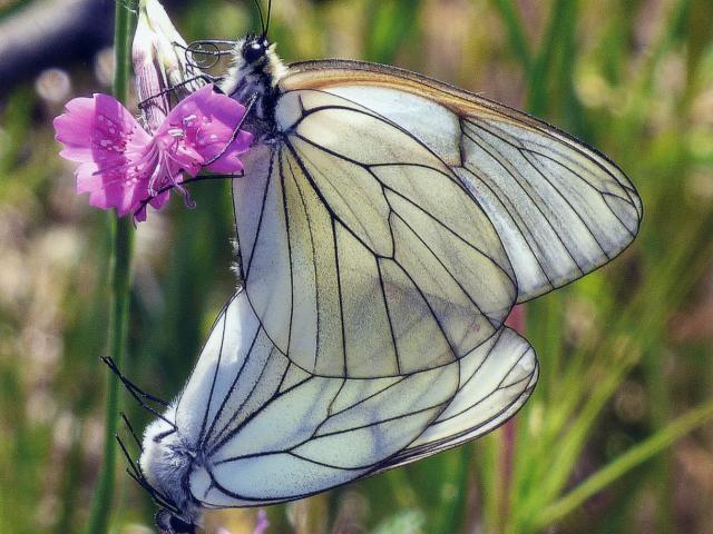 Norfolk 2019 winner of 'Overseas butterflies and moths including immature stages'. Stephen Burrell - Black-veined Whites