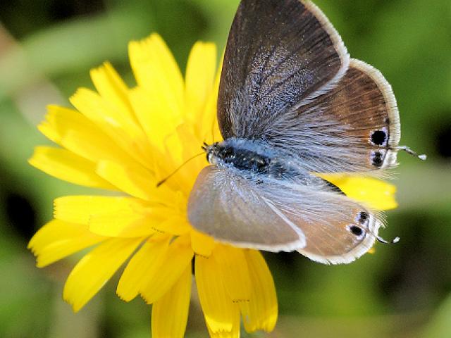 Surrey Long-tailed Blue