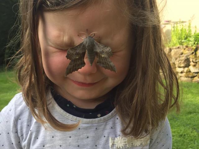 Poplar Hawk-moth on young girl's face