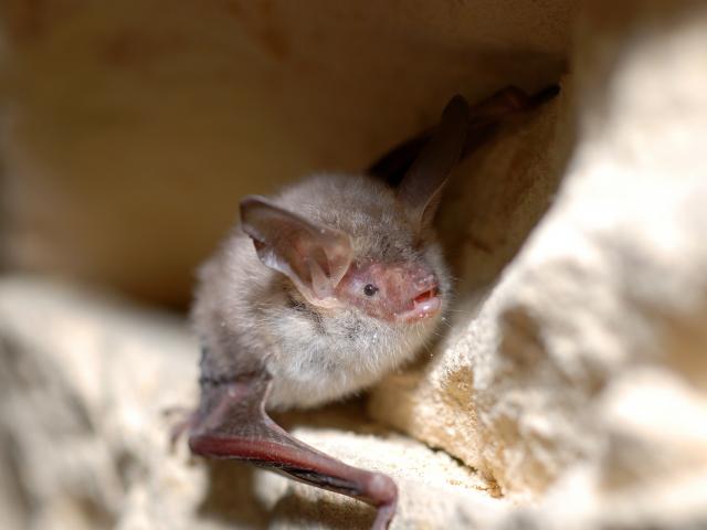 Bechstein's Bat - Gilles San Martin
