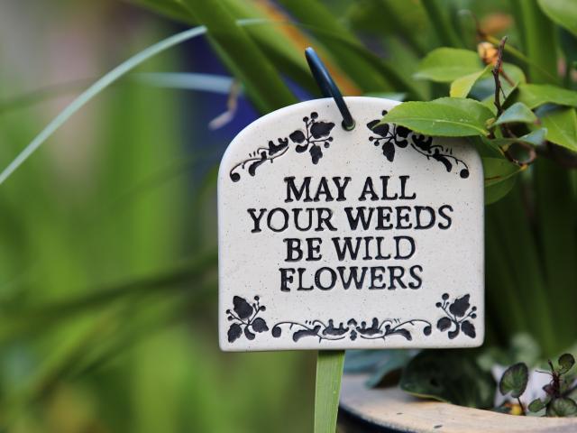 May all your weeds be wildflowers / Gardening - Sandy Millar/Pexels