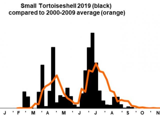 Small Tortoiseshell 2019 Graph - Malcolm Hull
