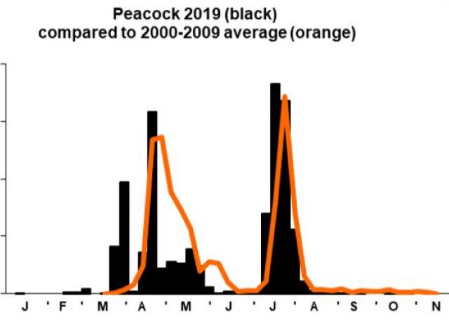 Peacock 2019 Graph - Malcolm Hull