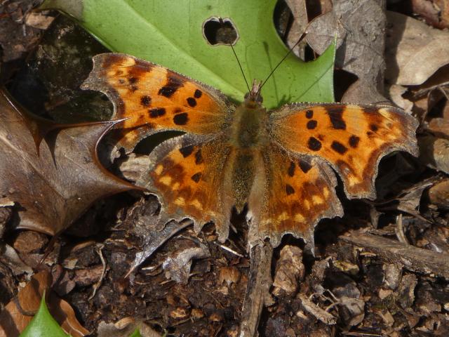 Comma, Woolwell, Plymouth, 4.2.20 (David Gibbon)