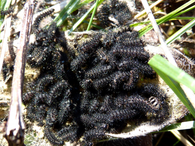 Marsh Fritillary Larvae - Pete Smith