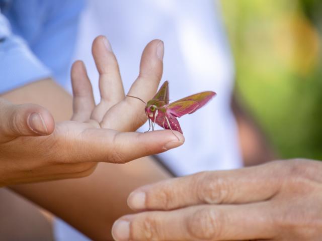 Child holds a Hawk-moth