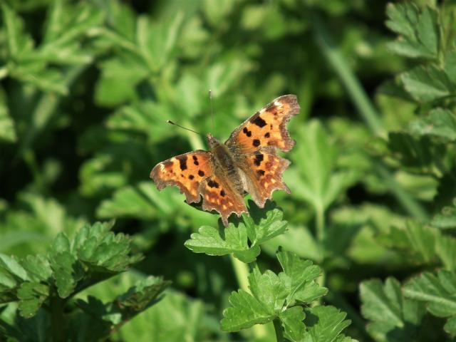 Comma, Great Parks, Paignton, 9.4.20 (Dave Holloway)