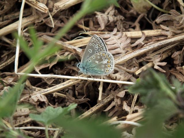 Common Blue [m], Great Parks, Paignton, 27.4.20 (Dave Holloway)