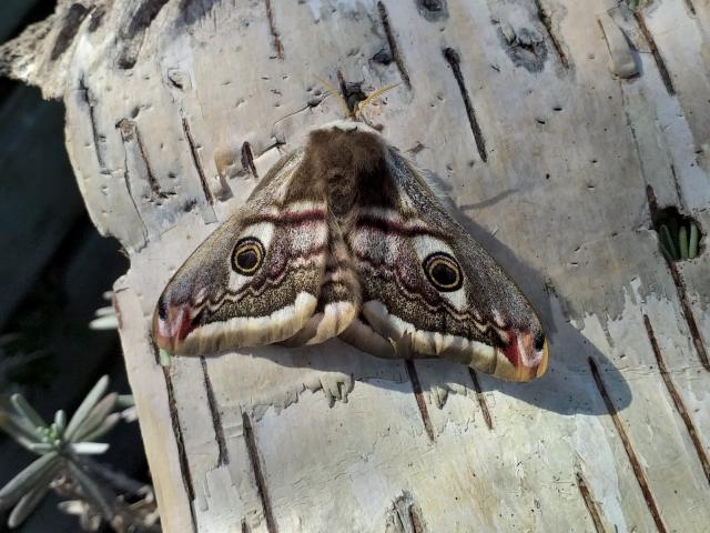 Emperor Moth - Pete Burnett