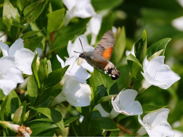 Hummingbird Hawk-moth, Garden, Paignton, 13.4.29 (Anthony Sherwood)