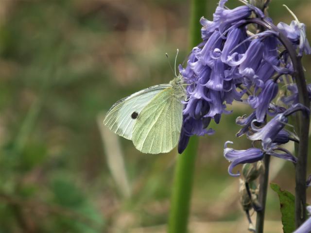 Large White [m], Great Parks, Paignton, 27.4.20 (Dave Holloway)