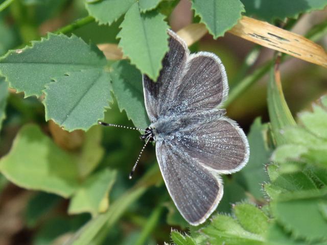 Small Blue [m], Berry Head, 29.4.20 (Lin Coulson)