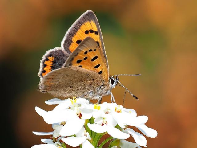 Small Copper - Linda and Alan Woodward