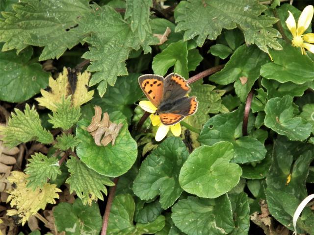 Small Copper, Great Parks, Paignton, 27.4.20 (Dave Holloway)