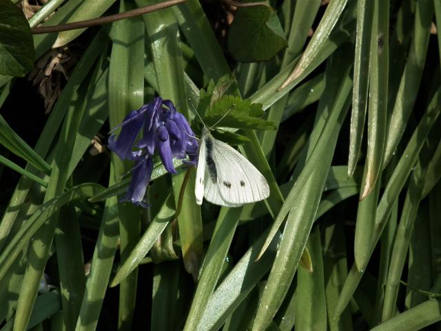 Small White [f], Great Parks, Paignton, 19.4.20 (Dave Holloway)