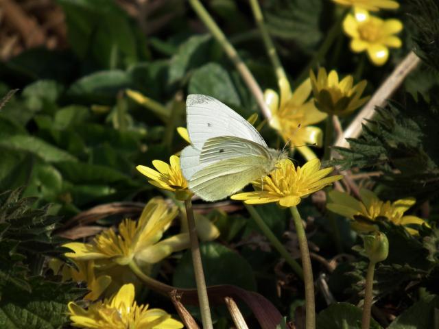 Small White [m], Great Parks, Paignton, 9.4.20 (Dave Holloway)