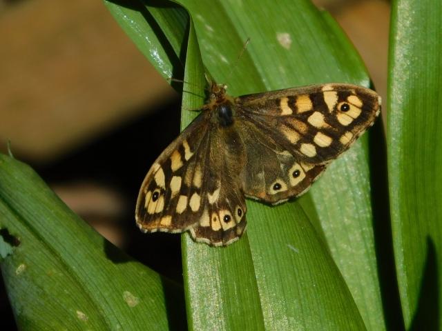 Speckled Wood, Garden, Derriford, Plymouth, 4.4.20 (Dave Gregory)