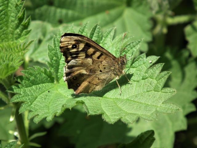 Speckled Wood [m], Great Parks, Paignton, 9.4.20 (Dave Holloway)