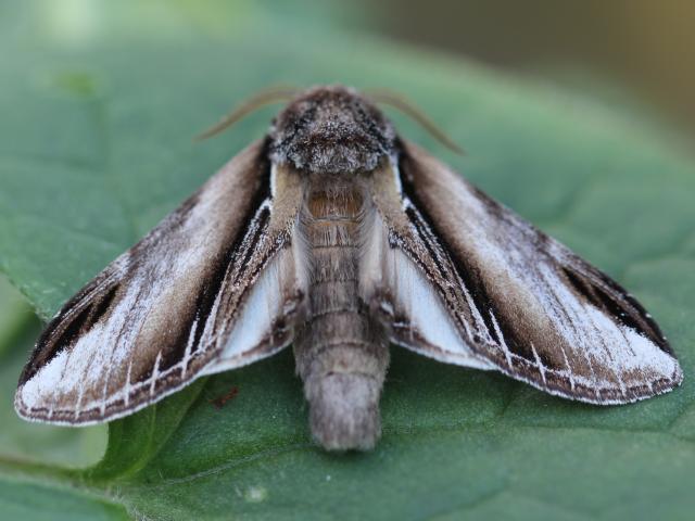 Swallow Prominent - Brian Hedley