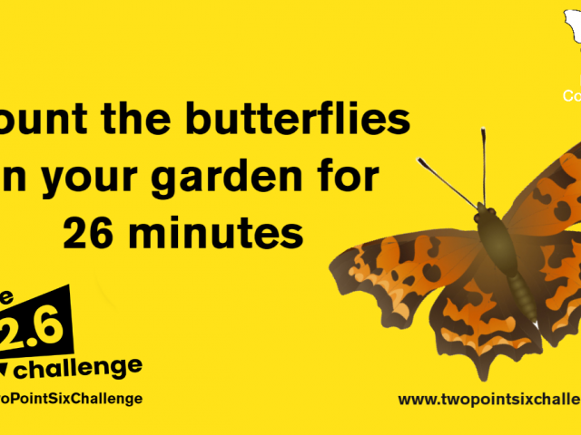 Challenge 2.6 butterfly