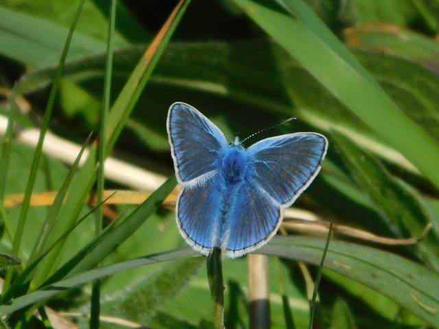 Common Blue [m], Bircham LNR, Plymouth, 6.5.20 (Dave Gregory)