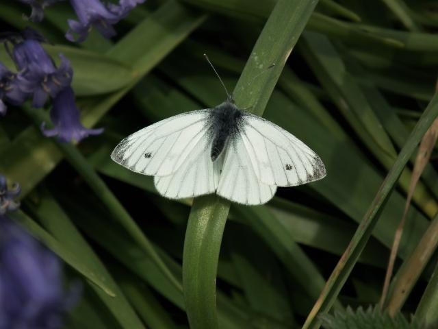 Green-veined White [m], Great Parks, Paignton. 4.5.20 (Dave Holloway)