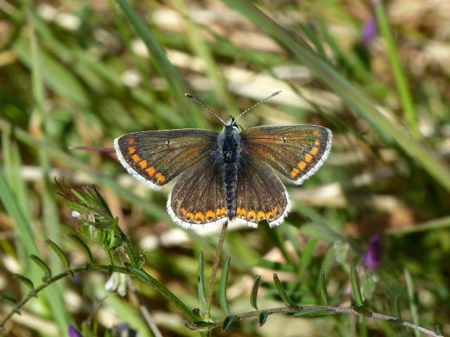 Brown Argus - Dave Wright
