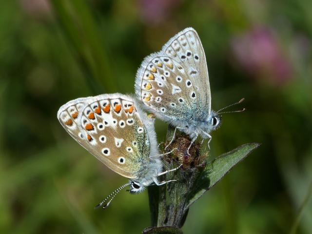 Common Blue - Dave Wright