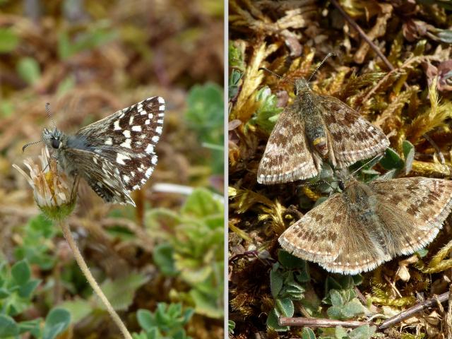 Grizzled and Dingy Skippers - Dave Wright
