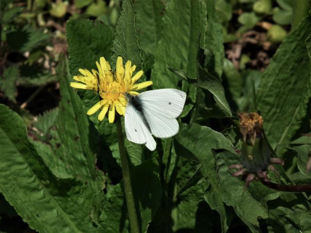 Small White [m], Near Great Parks, Paignton, 6.5.20 (Dave Holloway)