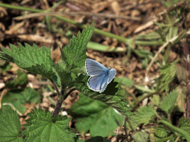 Common Blue [m], Near Great Parks, Paignton, 7.5.20 (Dave Holloway)