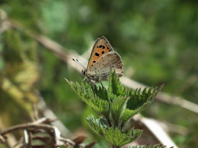 Small Copper, Near Great Parks, Paignton, 7.5.20 (Dave Holloway)