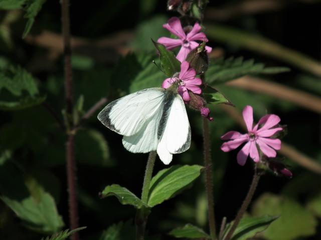 Large White [m], Near Great Parks, Paignton, 6.5.20 (Dave Holloway)