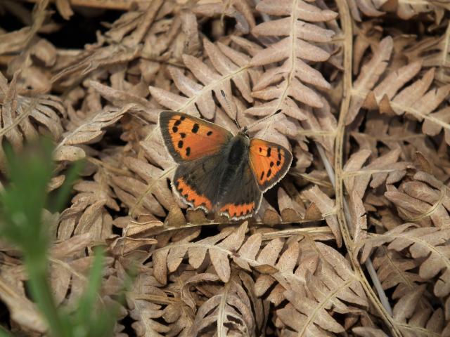 Small Copper, Great Parks, Paignton. 4.5.20 (Dave Holloway)
