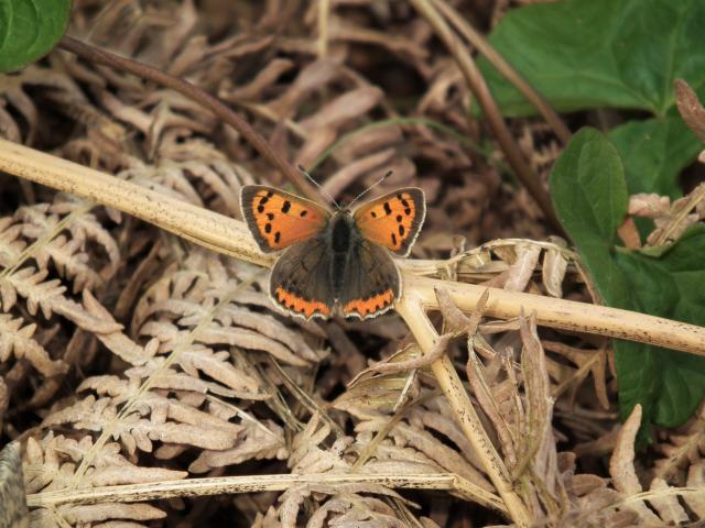 ​ Small Copper, Great Parks, Paignton. 4.5.20 (Dave Holloway)