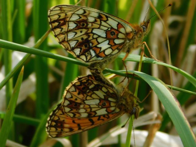 Small Pearl-bordered Fritillaries [pair in cop], Near Peter Tavy, 27.5.20 (Dave Gregory) 